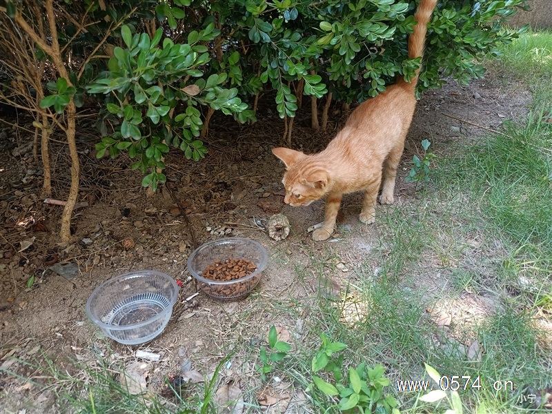 宁波江北区小橘猫找领养，母1505842986